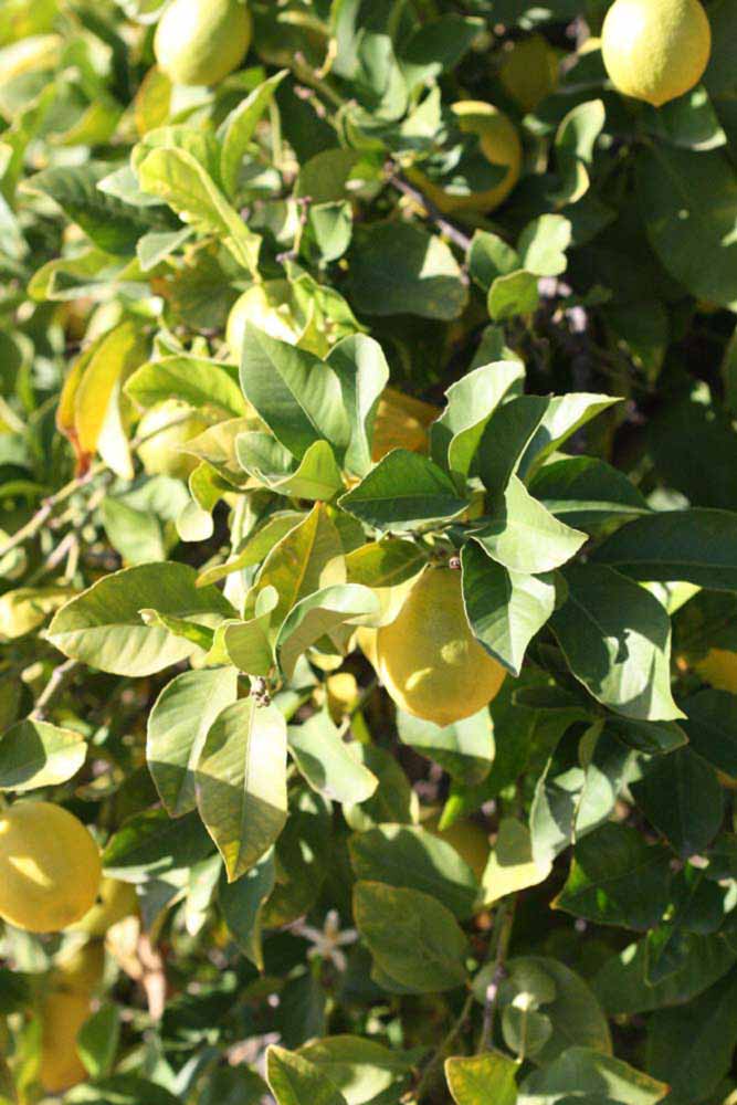            Sun leaves (Persian SPB-7, Riverside, CA)   